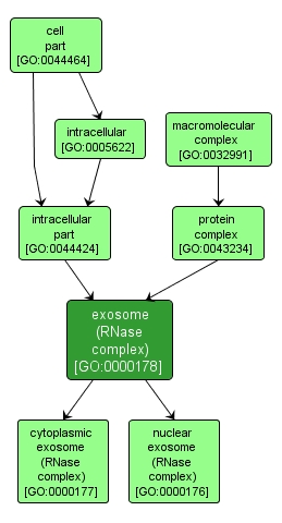 GO:0000178 - exosome (RNase complex) (interactive image map)