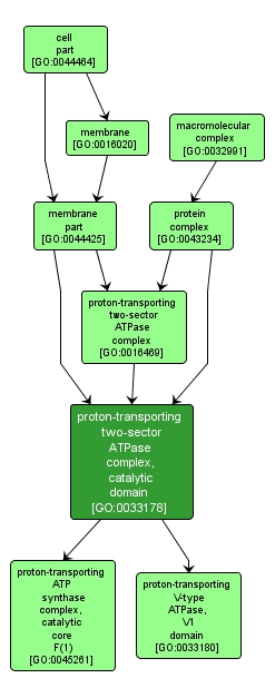 GO:0033178 - proton-transporting two-sector ATPase complex, catalytic domain (interactive image map)