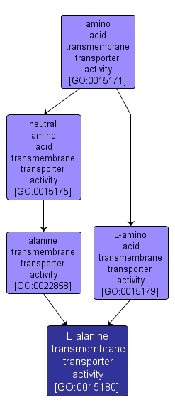 GO:0015180 - L-alanine transmembrane transporter activity (interactive image map)