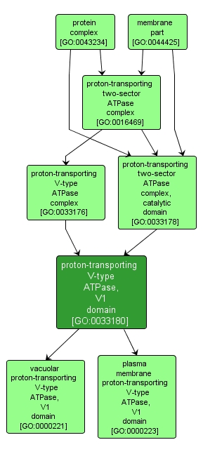 GO:0033180 - proton-transporting V-type ATPase, V1 domain (interactive image map)