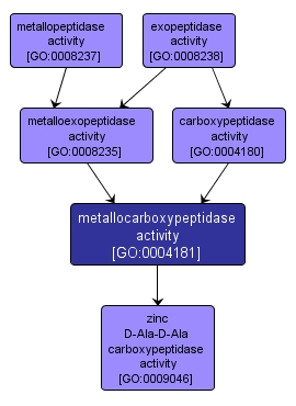 GO:0004181 - metallocarboxypeptidase activity (interactive image map)