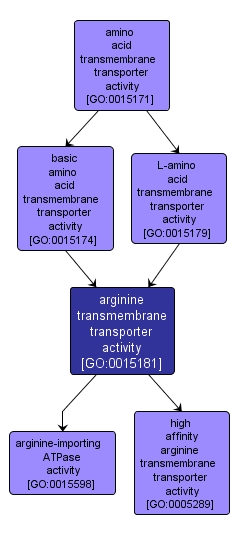 GO:0015181 - arginine transmembrane transporter activity (interactive image map)