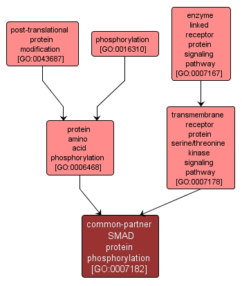 GO:0007182 - common-partner SMAD protein phosphorylation (interactive image map)