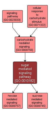 GO:0010182 - sugar mediated signaling pathway (interactive image map)