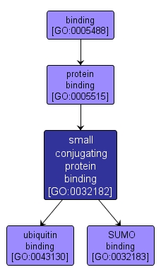 GO:0032182 - small conjugating protein binding (interactive image map)