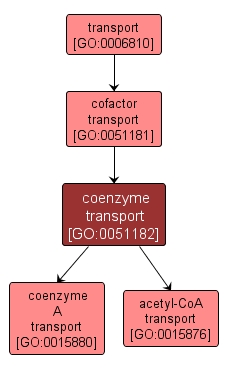 GO:0051182 - coenzyme transport (interactive image map)