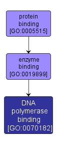 GO:0070182 - DNA polymerase binding (interactive image map)