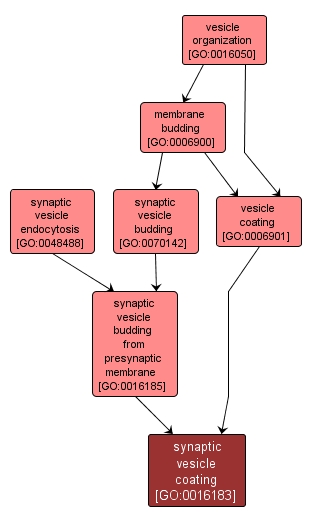 GO:0016183 - synaptic vesicle coating (interactive image map)