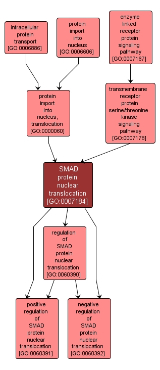 GO:0007184 - SMAD protein nuclear translocation (interactive image map)