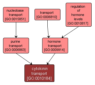 GO:0010184 - cytokinin transport (interactive image map)