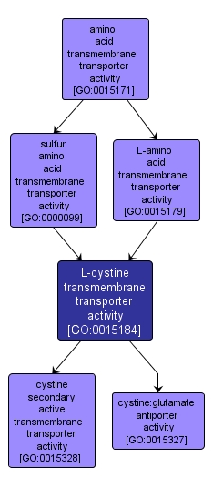 GO:0015184 - L-cystine transmembrane transporter activity (interactive image map)