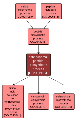 GO:0019184 - nonribosomal peptide biosynthetic process (interactive image map)