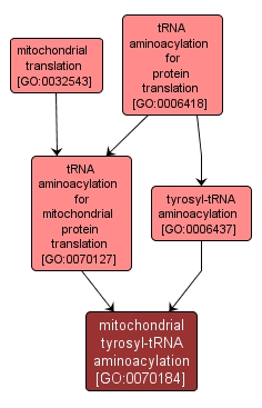 GO:0070184 - mitochondrial tyrosyl-tRNA aminoacylation (interactive image map)