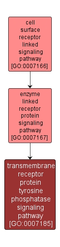 GO:0007185 - transmembrane receptor protein tyrosine phosphatase signaling pathway (interactive image map)