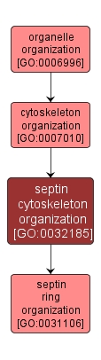 GO:0032185 - septin cytoskeleton organization (interactive image map)