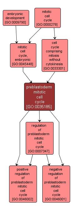 GO:0035185 - preblastoderm mitotic cell cycle (interactive image map)