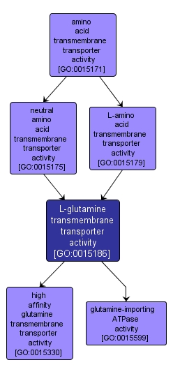 GO:0015186 - L-glutamine transmembrane transporter activity (interactive image map)