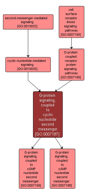 GO:0007187 - G-protein signaling, coupled to cyclic nucleotide second messenger (interactive image map)
