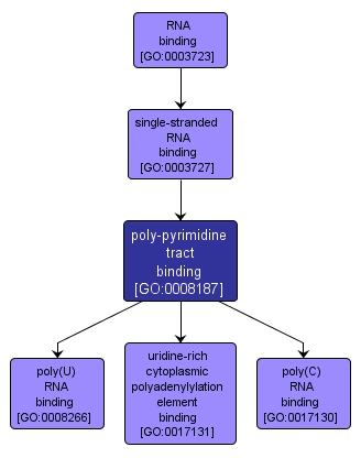 GO:0008187 - poly-pyrimidine tract binding (interactive image map)