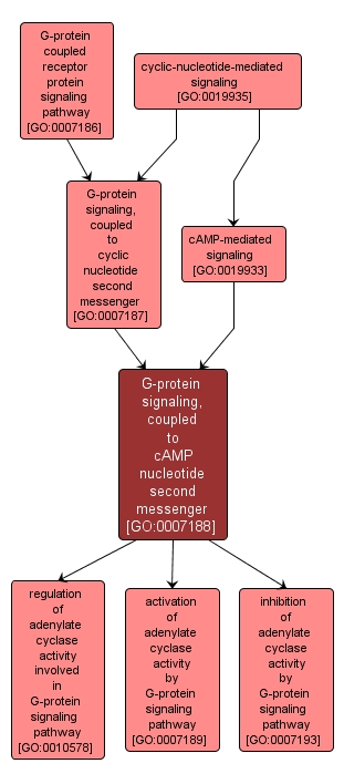 GO:0007188 - G-protein signaling, coupled to cAMP nucleotide second messenger (interactive image map)