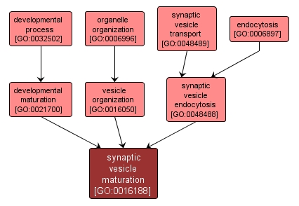 GO:0016188 - synaptic vesicle maturation (interactive image map)