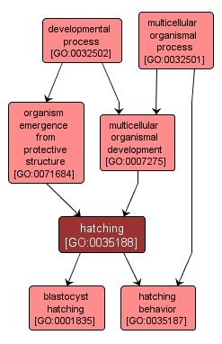 GO:0035188 - hatching (interactive image map)