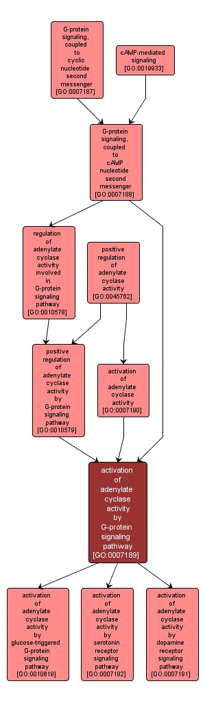 GO:0007189 - activation of adenylate cyclase activity by G-protein signaling pathway (interactive image map)