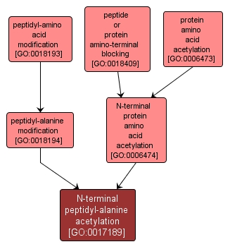 GO:0017189 - N-terminal peptidyl-alanine acetylation (interactive image map)