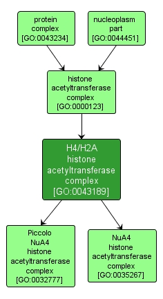 GO:0043189 - H4/H2A histone acetyltransferase complex (interactive image map)