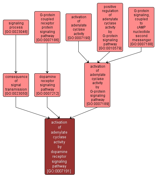 GO:0007191 - activation of adenylate cyclase activity by dopamine receptor signaling pathway (interactive image map)