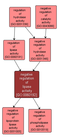 GO:0060192 - negative regulation of lipase activity (interactive image map)