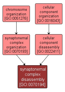 GO:0070194 - synaptonemal complex disassembly (interactive image map)