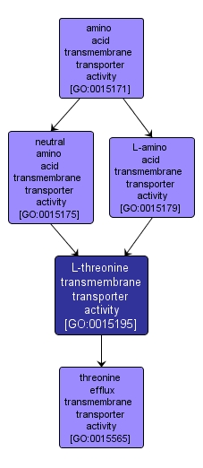 GO:0015195 - L-threonine transmembrane transporter activity (interactive image map)