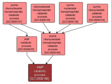 GO:0006196 - AMP catabolic process (interactive image map)