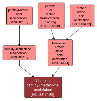 GO:0017196 - N-terminal peptidyl-methionine acetylation (interactive image map)