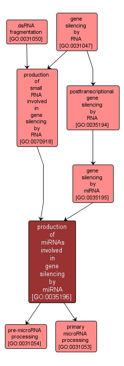 GO:0035196 - production of miRNAs involved in gene silencing by miRNA (interactive image map)