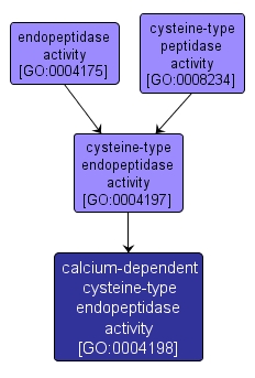 GO:0004198 - calcium-dependent cysteine-type endopeptidase activity (interactive image map)