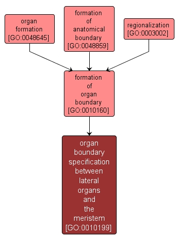 GO:0010199 - organ boundary specification between lateral organs and the meristem (interactive image map)