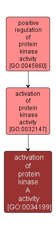 GO:0034199 - activation of protein kinase A activity (interactive image map)