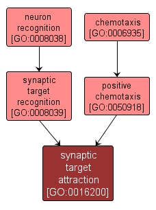 GO:0016200 - synaptic target attraction (interactive image map)