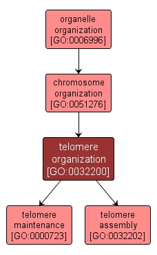 GO:0032200 - telomere organization (interactive image map)