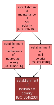 GO:0045200 - establishment of neuroblast polarity (interactive image map)