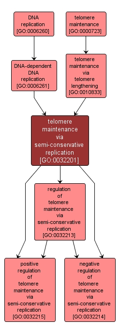GO:0032201 - telomere maintenance via semi-conservative replication (interactive image map)