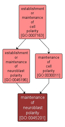 GO:0045201 - maintenance of neuroblast polarity (interactive image map)