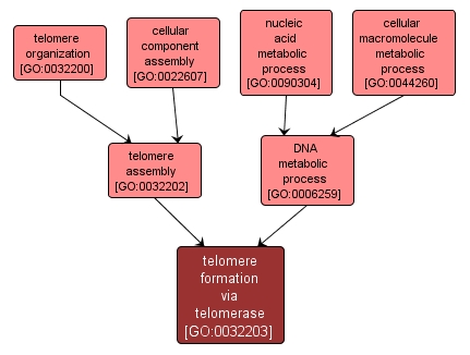 GO:0032203 - telomere formation via telomerase (interactive image map)