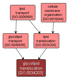GO:0034203 - glycolipid translocation (interactive image map)