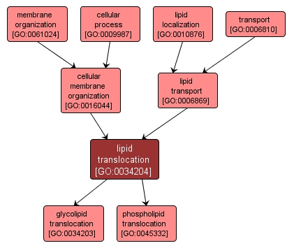 GO:0034204 - lipid translocation (interactive image map)