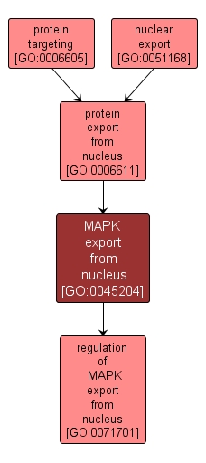 GO:0045204 - MAPK export from nucleus (interactive image map)