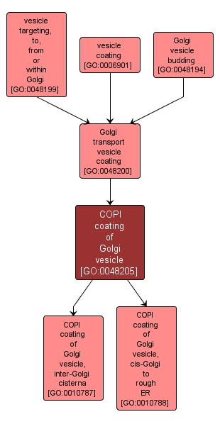 GO:0048205 - COPI coating of Golgi vesicle (interactive image map)