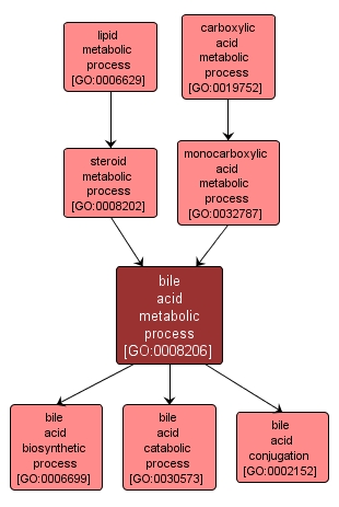 GO:0008206 - bile acid metabolic process (interactive image map)